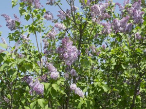Сирень