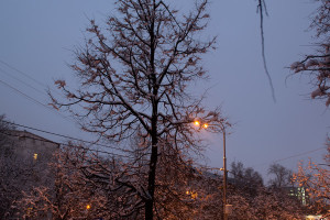Кудрявое спящее дерево