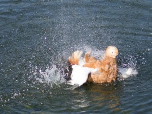 «Замороженные» капли воды с выдержкой 1/2500 секунды