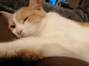 Кот Терентий